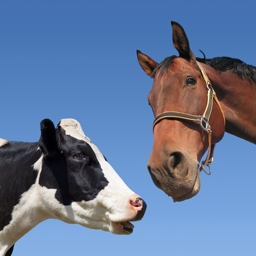 Horses & Cows