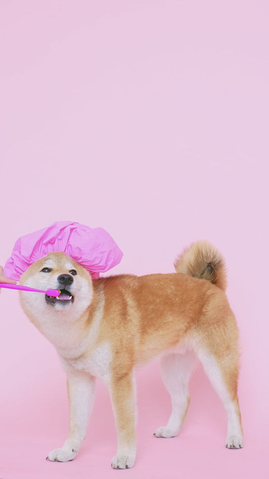 Advanced Dental Supplement for Dogs