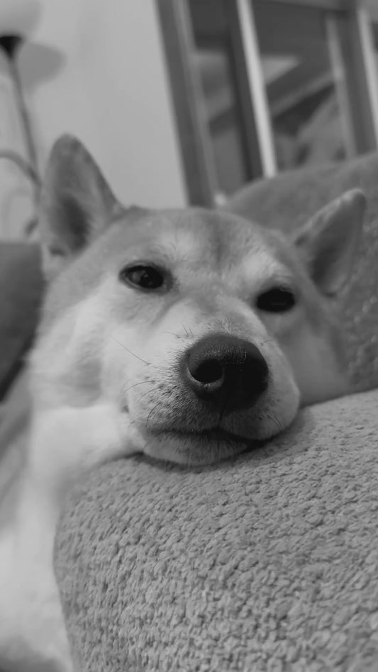 (6 Pack) K9 Belly Bliss – Advanced Digestive Support for Dogs