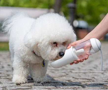 Portable Travel Water Bottle